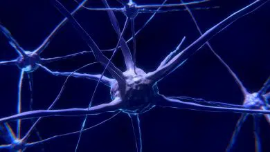 בכל תהליך שבו אנחנו לומדים משהו חדש מתרחש בתוך המוח שלנו תהליך מדהים הנקרא "נוירו-ג'נסיס" שהגדרתו הפשוטה היא בנייה של תאי מוח חדשים